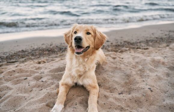 Arrecife approves dog beach