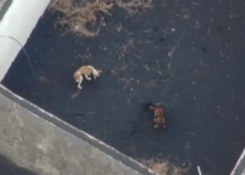 Dog rescue operation to go ahead