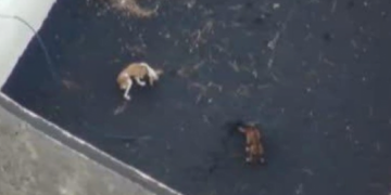 Dog rescue operation to go ahead