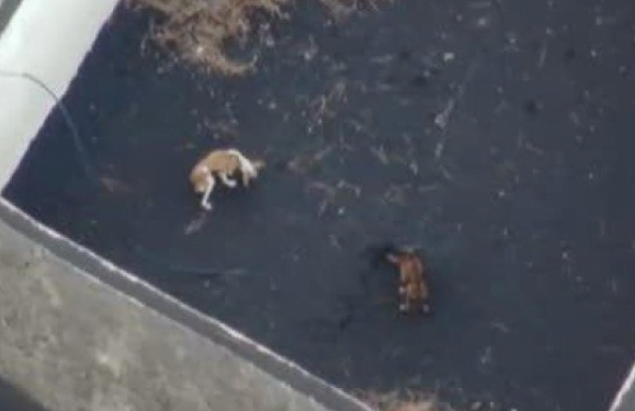Dog rescue operation to go ahead