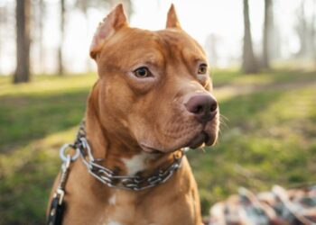 Dog owners charged