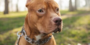 Dog owners charged