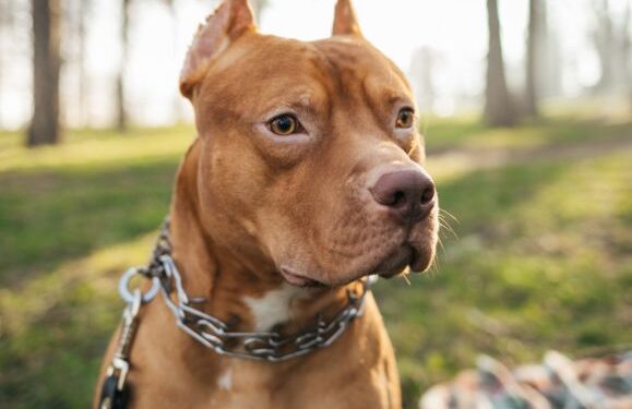 Dog owners charged