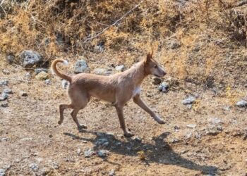 More dog parks needed