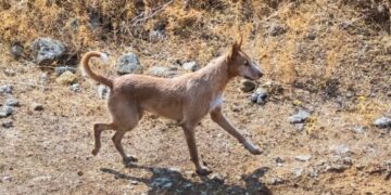 More dog parks needed