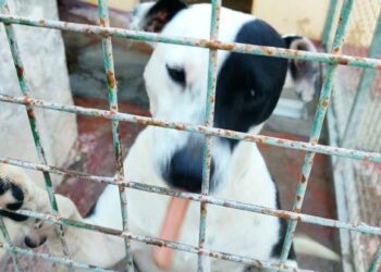 Dog pound under investigation
