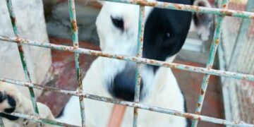 Dog pound under investigation