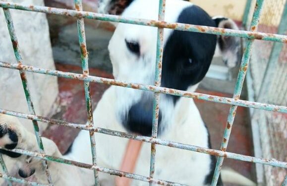 Dog pound under investigation