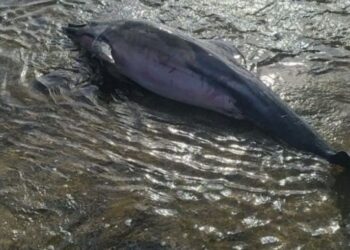 Deceased dolphin found in Arrecife