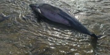 Deceased dolphin found in Arrecife