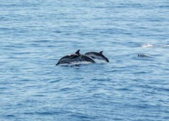 Dolphins and whales spotted on boat tour