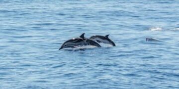 Dolphins and whales spotted on boat tour
