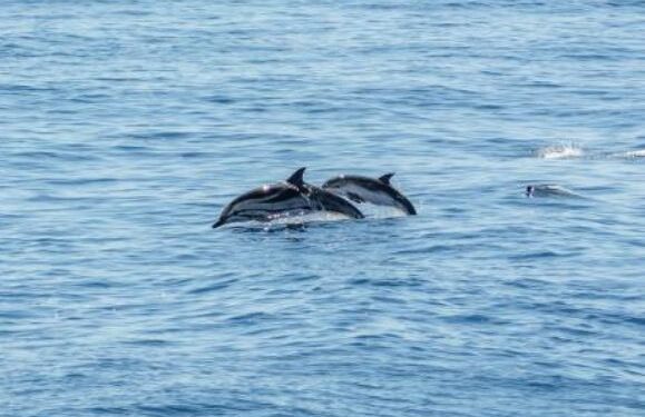 Dolphins and whales spotted on boat tour