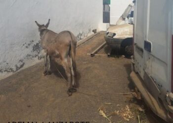 Ademal denounce two cases of cruelty