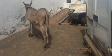 Ademal denounce two cases of cruelty