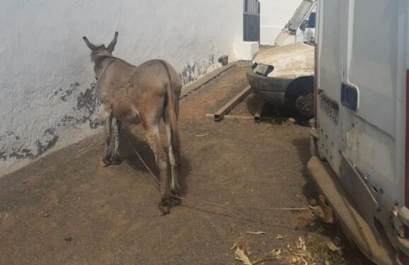 Ademal denounce two cases of cruelty