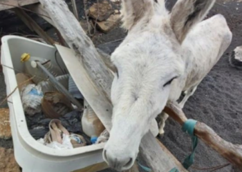 Donkeys confiscated