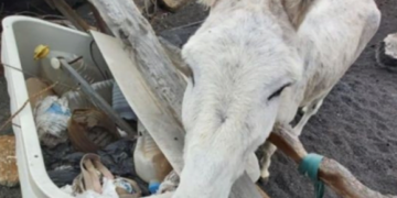 Donkeys confiscated
