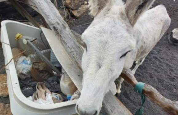 Donkeys confiscated