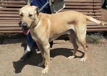 SARA Dog of the Month: George
