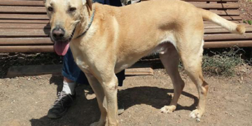 SARA Dog of the Month: George