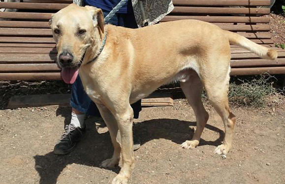 SARA Dog of the Month: George
