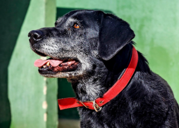 SARA Dogs of the month
