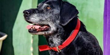 SARA Dogs of the month