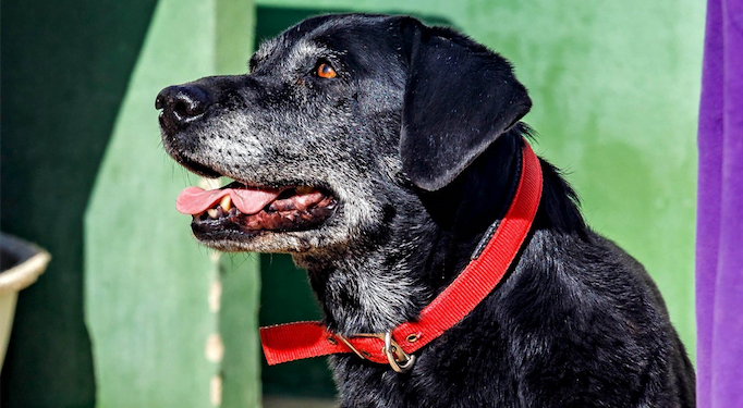 SARA Dogs of the month