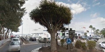 Drago tree saved