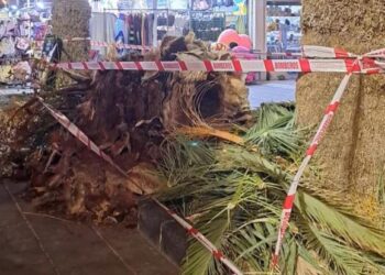 Woman hit by falling palm tree