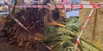 Woman hit by falling palm tree