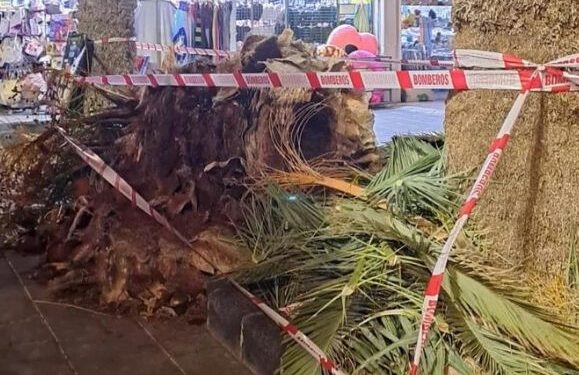 Woman hit by falling palm tree