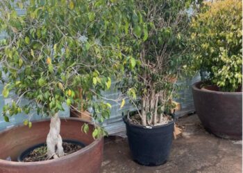 Ficus sale at Flower Power