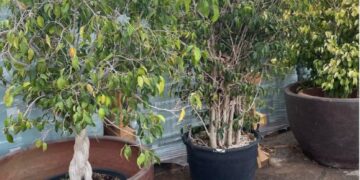 Ficus sale at Flower Power