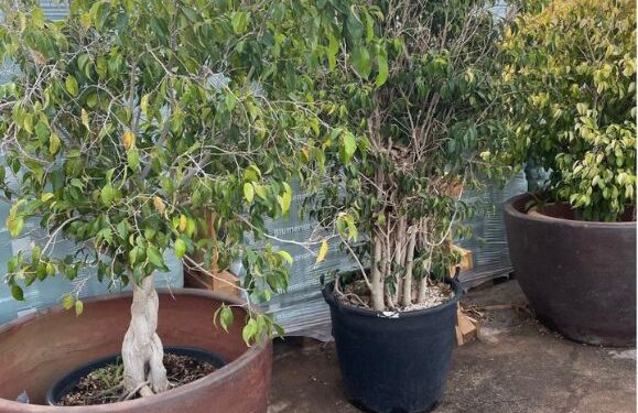 Ficus sale at Flower Power
