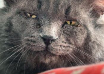 Finding a forever home