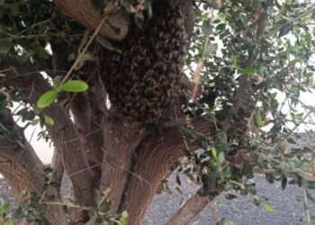 Firemen remove swarm of bees from garden in Costa Teguise