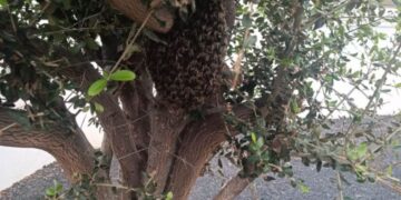 Firemen remove swarm of bees from garden in Costa Teguise