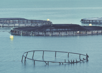 Fish farm frustration