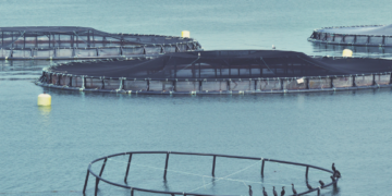 Fish farm frustration