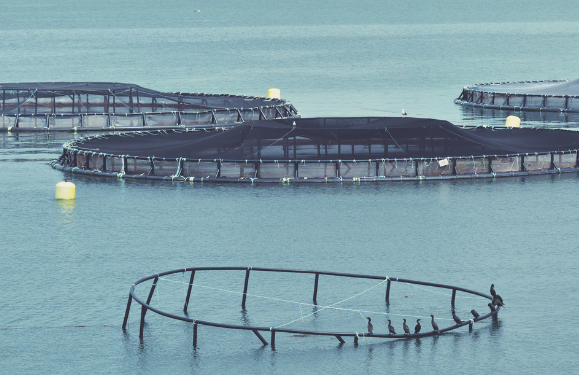 Fish farm frustration