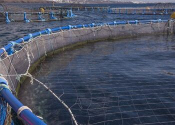 Fish farm company selected