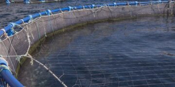 Fish farm company selected