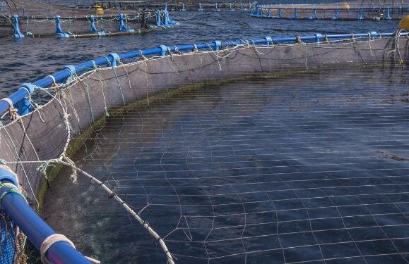 Fish farm company selected