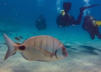 Fish spotting on Lanzarote