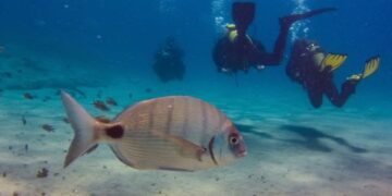 Fish spotting on Lanzarote
