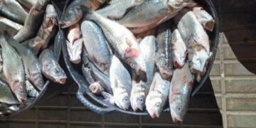 Fish stolen from Playa Quemada fish farm