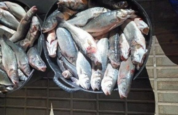 Fish stolen from Playa Quemada fish farm