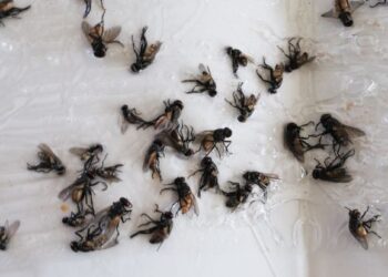 Insect uprising